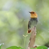 留鳥の駒