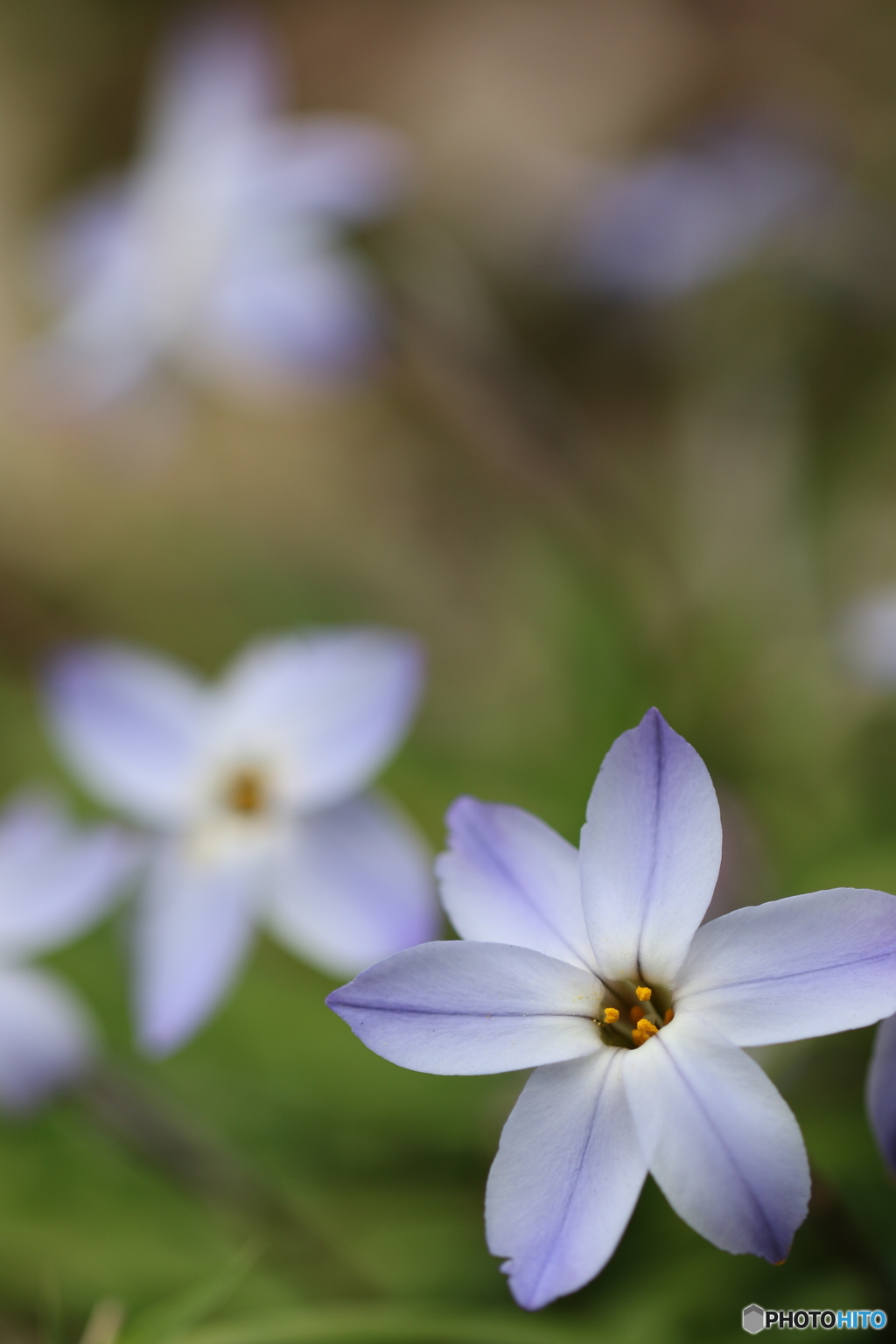 春の花壇③