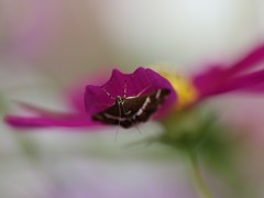 花に集う虫たち③