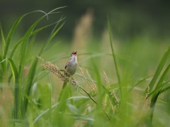 初夏の主張