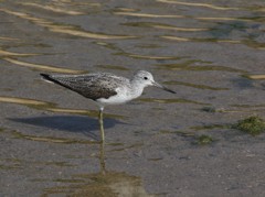 水辺に集う鳥たち①