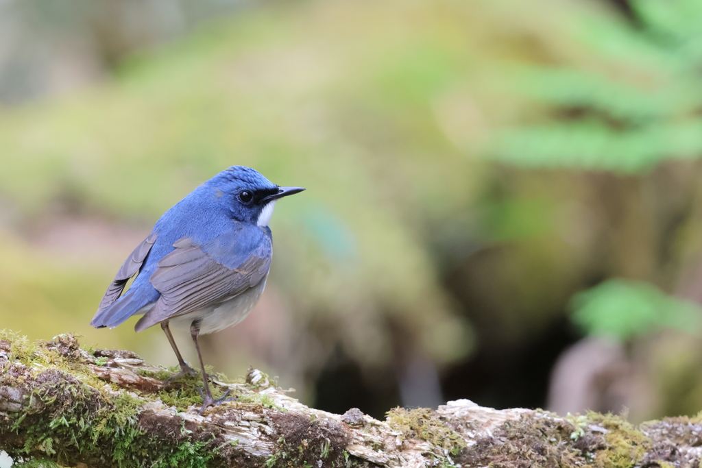Blue_Robin_4@EOS_R7