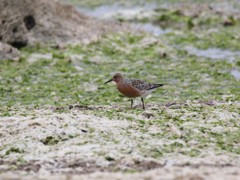 水辺に集う鳥たち③