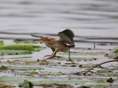 蓮上の鳥（１）