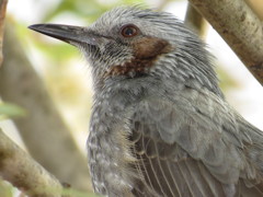 白髪のダンディーなおじ様