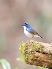 Blue_Robin_3@EOS_R5