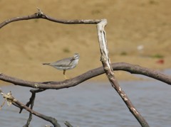 水辺に集う鳥たち②