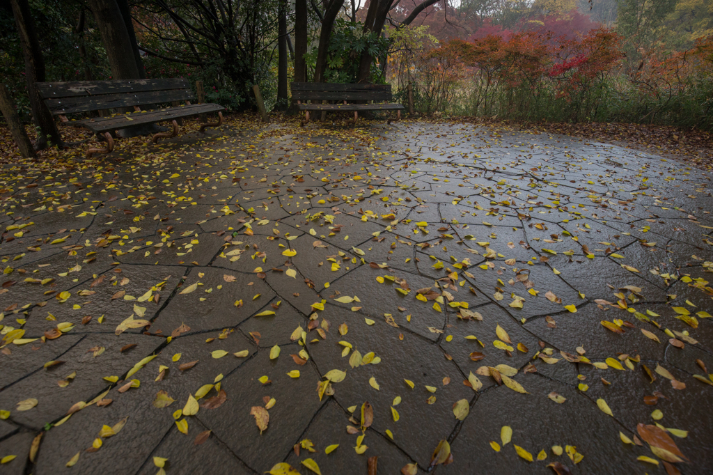 雨上がり
