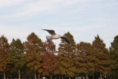 ユリカモメ
