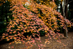 紅葉