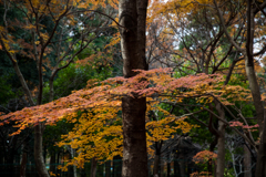 紅葉