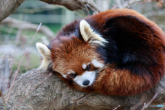 眠いんです