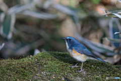 幸せの青い鳥