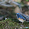 幸せの青い鳥