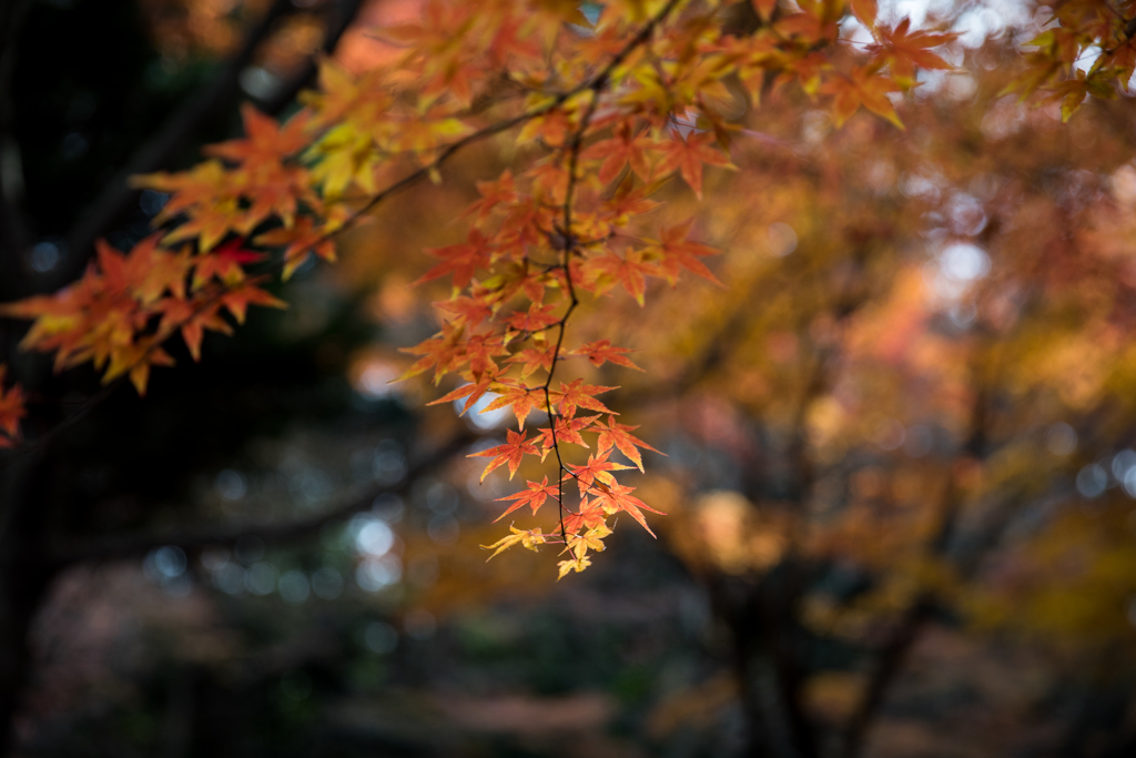 紅葉