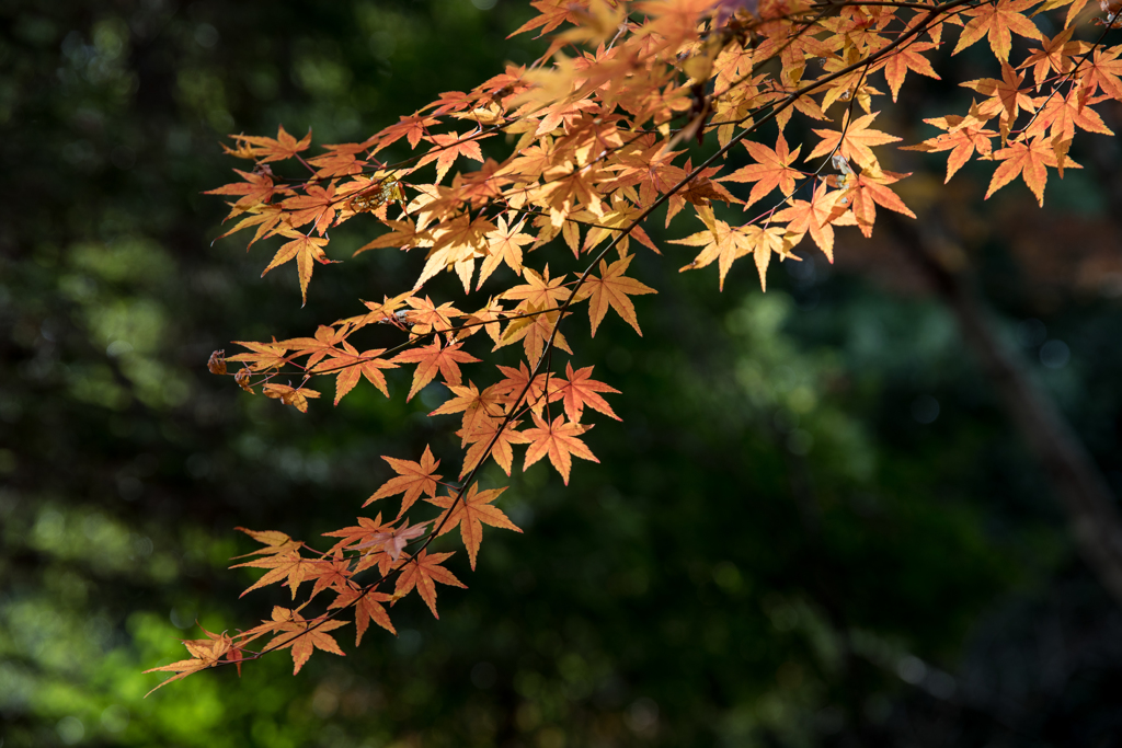 紅葉