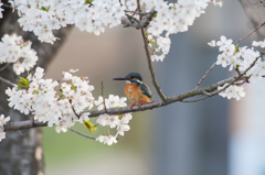 桜カワセミ