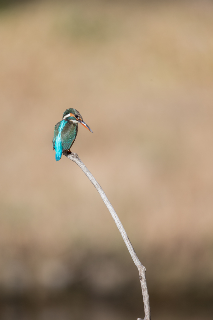 カワセミ