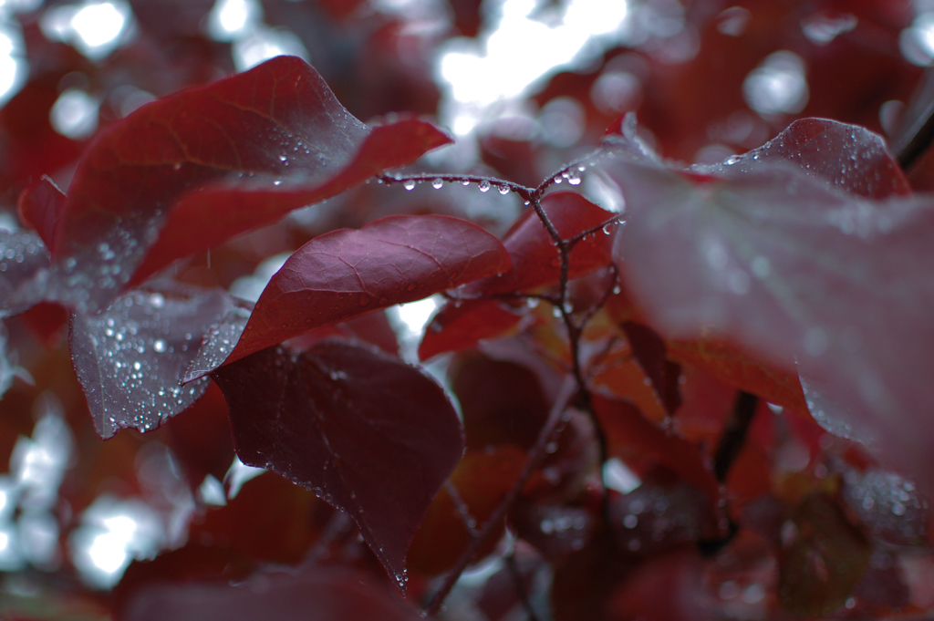 一人だけの植物園６