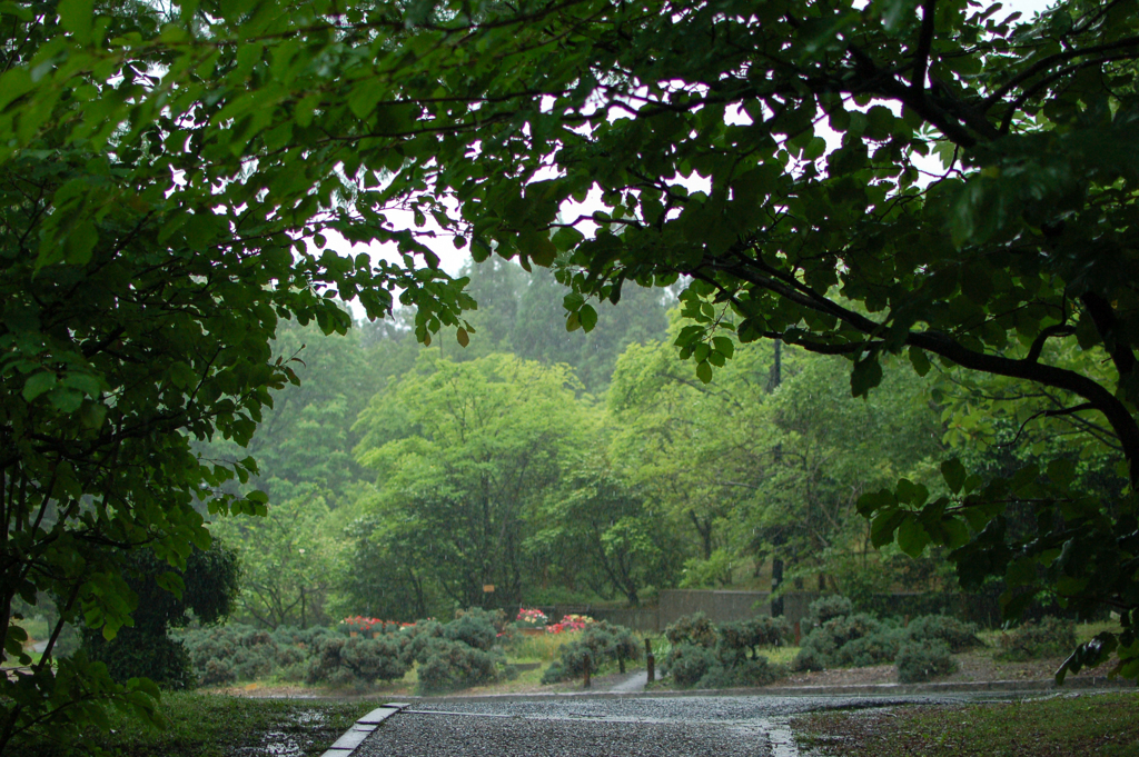 一人だけの植物園１