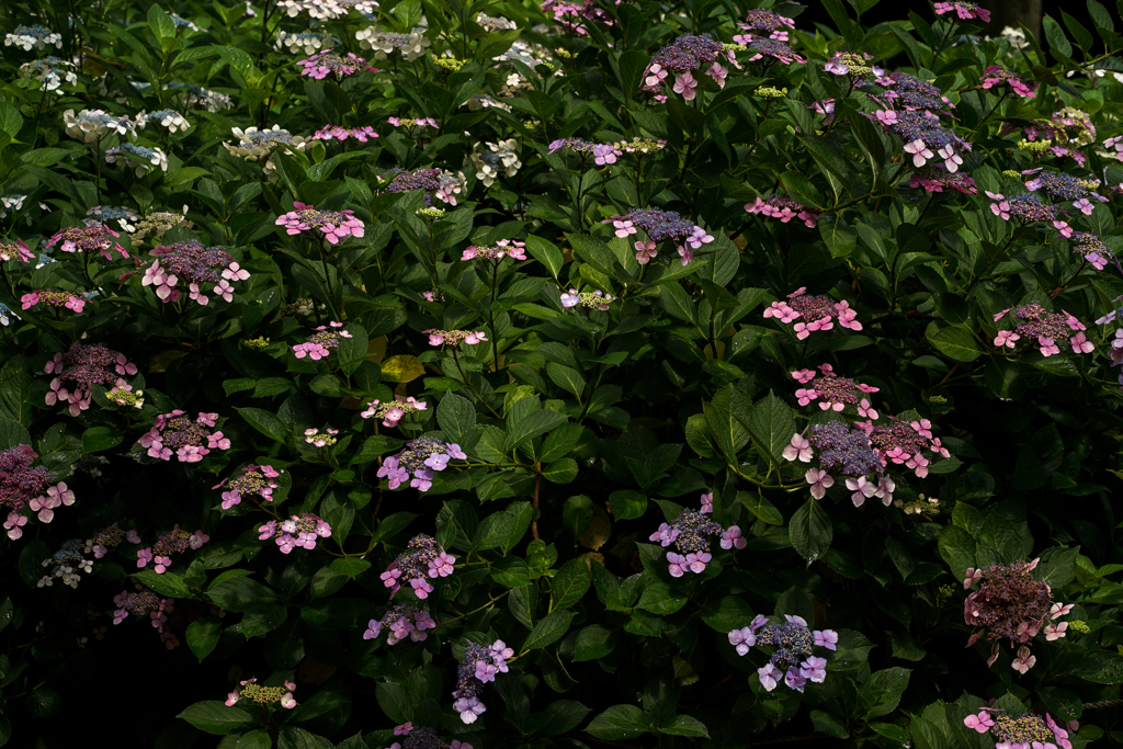 額紫陽花群