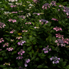 額紫陽花群