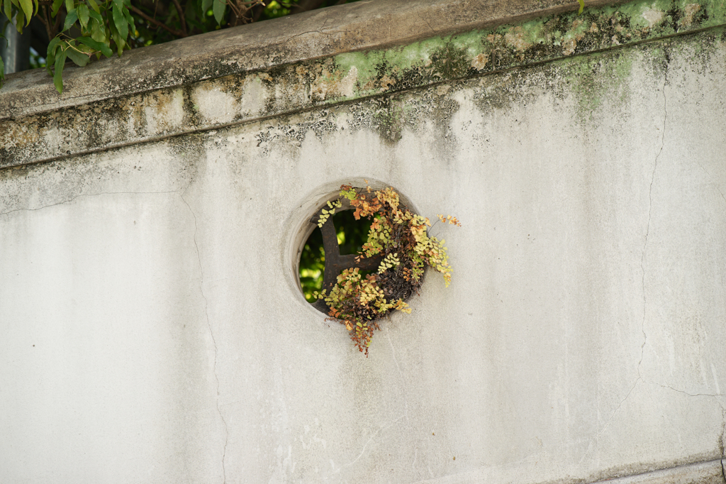 wall