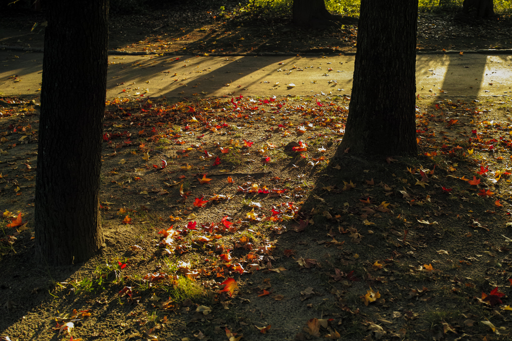 autumn colour