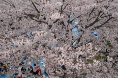 桜のテント