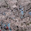 桜のテント