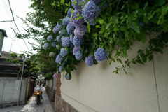 空梅雨