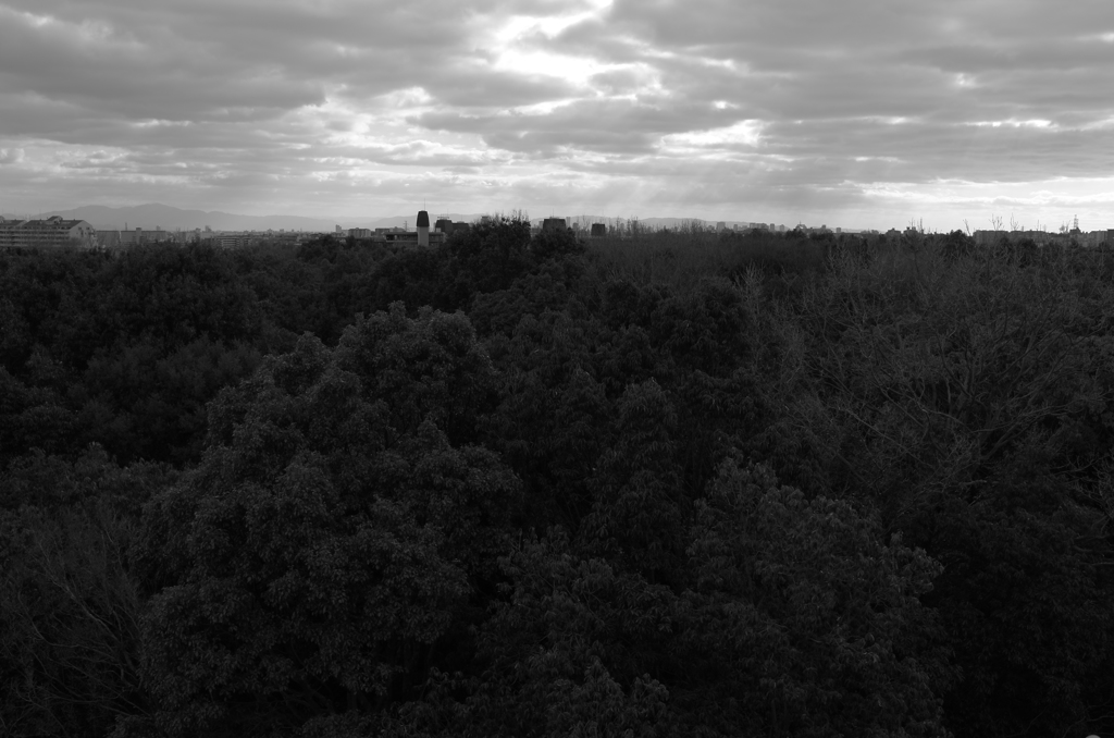 The world of the tree