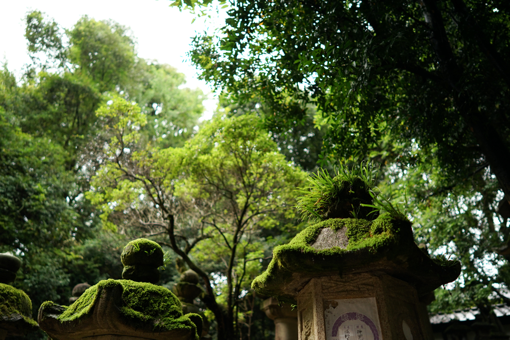 苔帽子