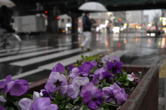 ひざ下の花見