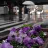 ひざ下の花見