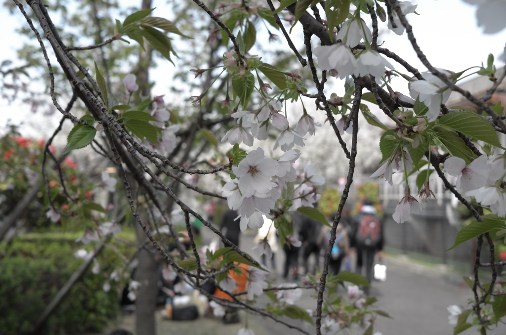 寒いお花見