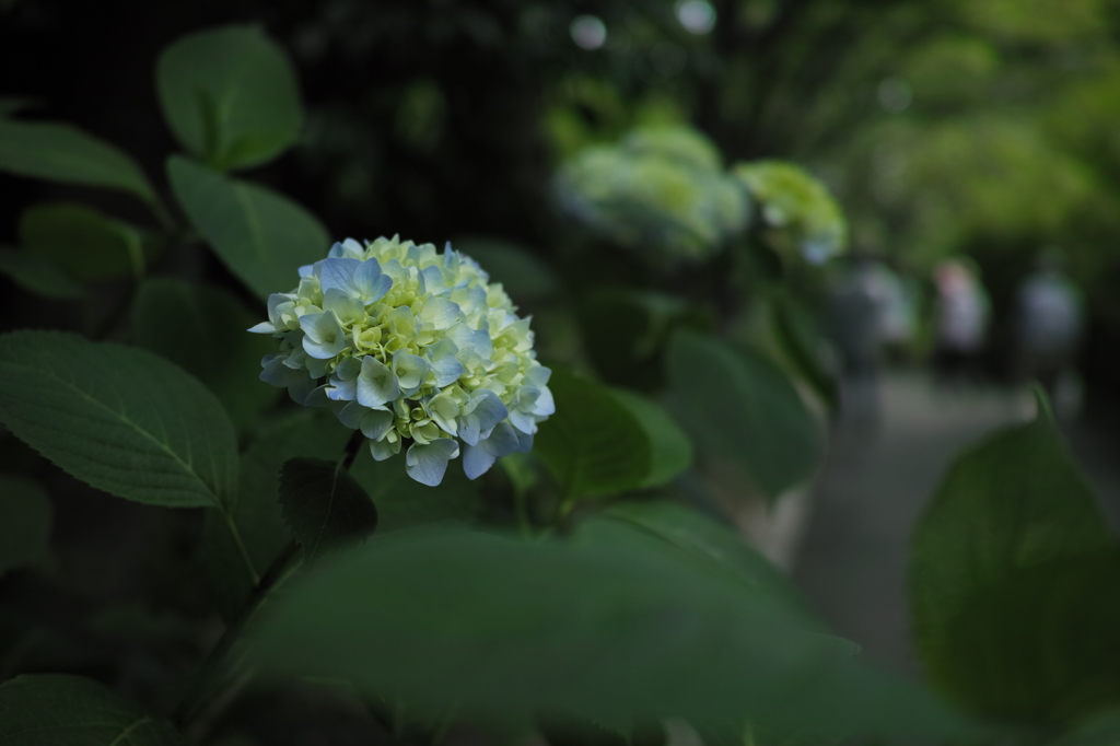 薫彩