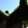 屋根型茂