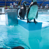性格のわかるペンギンさん