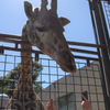 ブースカなキリン