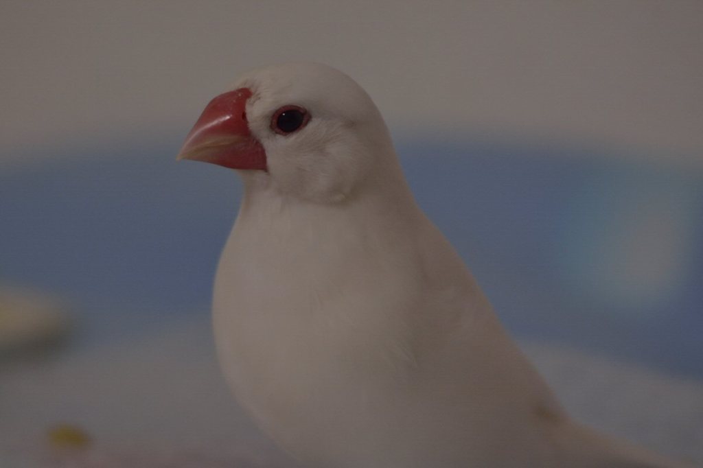 _DSC4546
