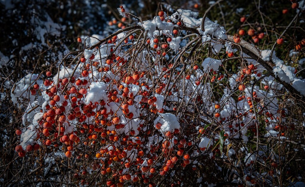 冠雪柿簾