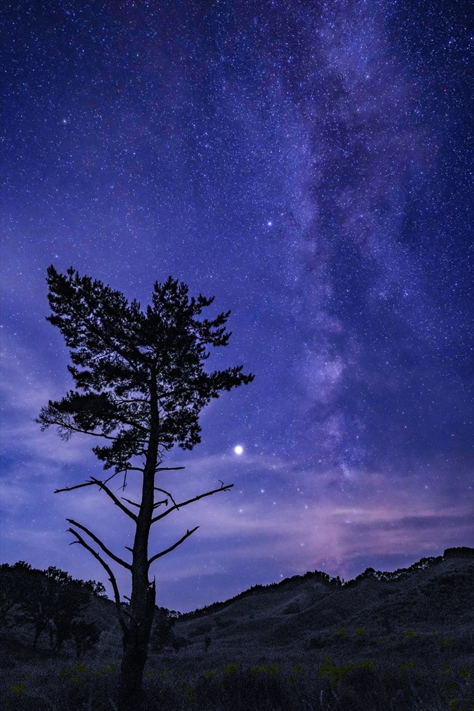 星空の一本松