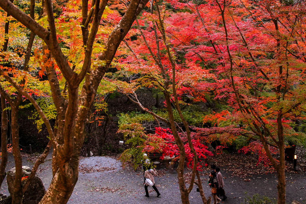 紅葉散策