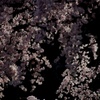 花すだれ