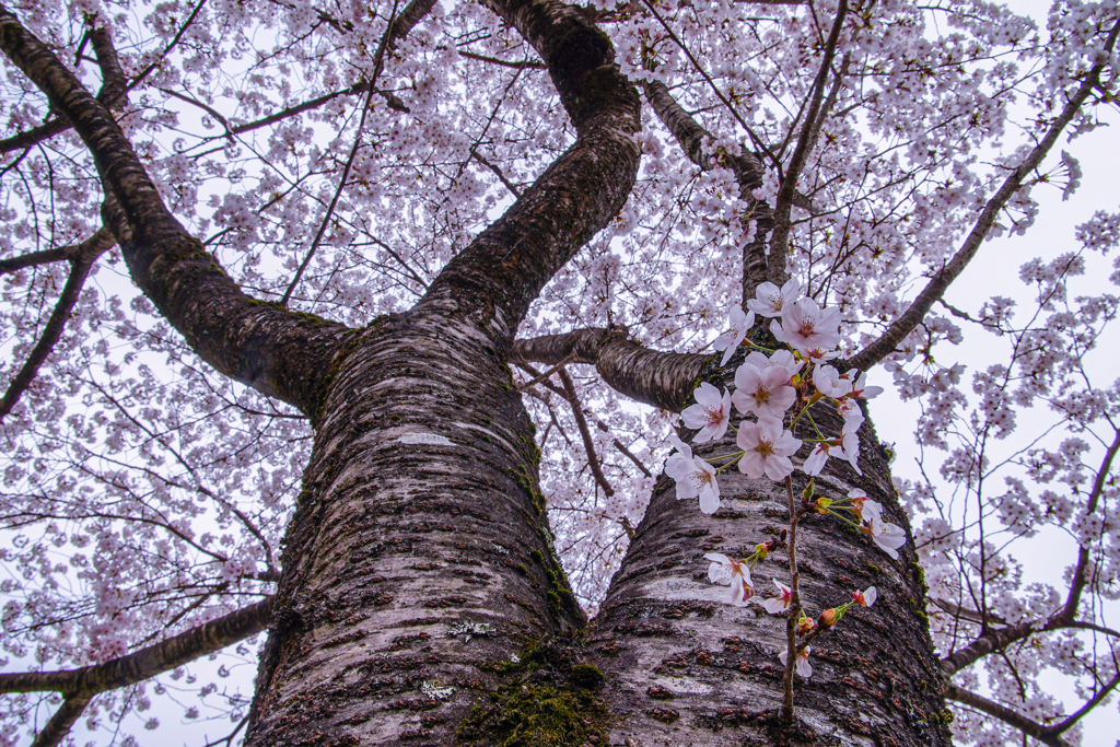 夫婦桜