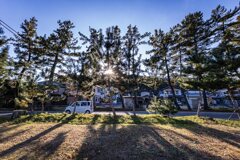 東海道御油の松並木にて３