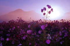 朝霧の花舞