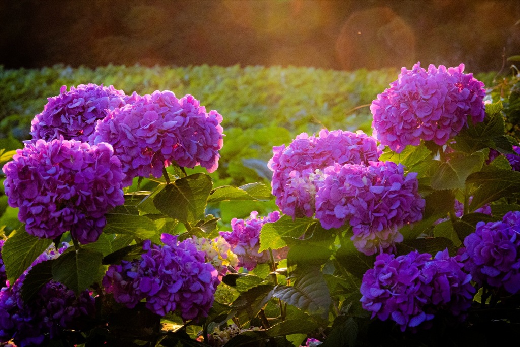 小田原城の紫陽花１