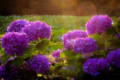 小田原城の紫陽花１